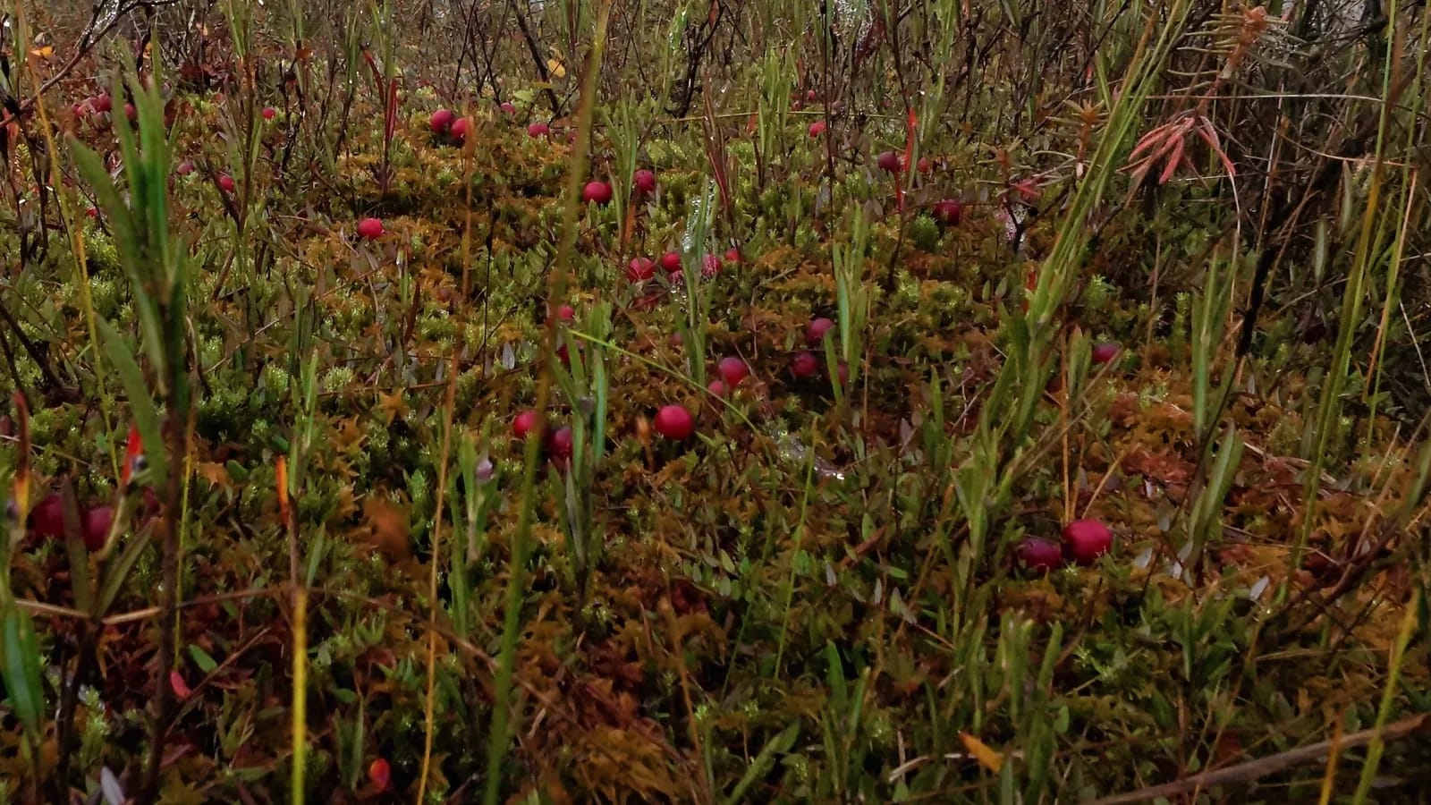 Kakerdaja Bog — photo 9