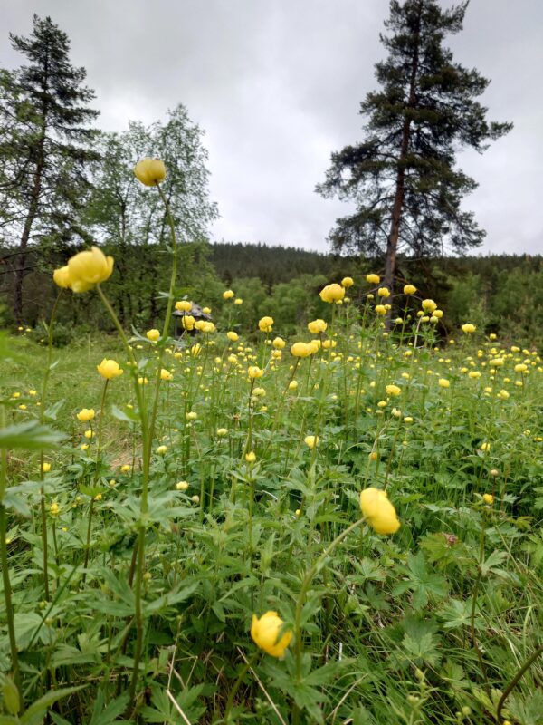 Kuld ja kärestikud – seiklus Ivalojoki jõel - Image 5